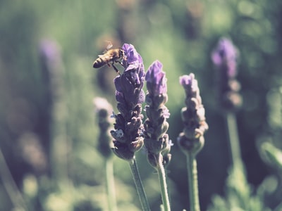 黄色的蜜蜂在紫色有花瓣的花白天
